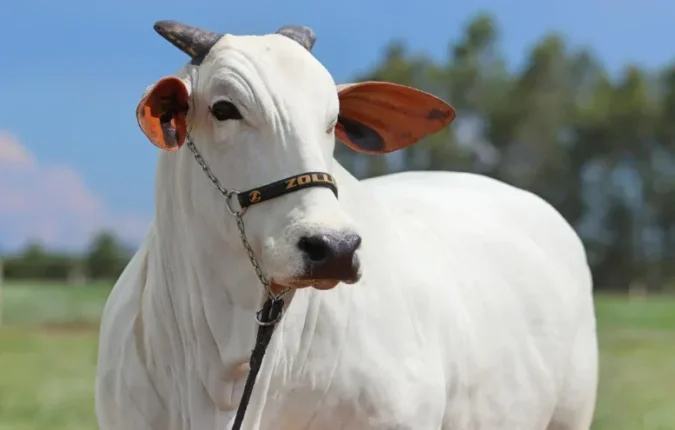AgroZoller inicia o ano com leilão de animais Nelore e Nelore Mocho