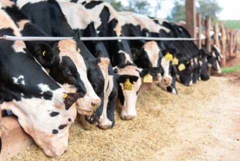 Conforto e rentabilidade das vacas leiteiras podem ser melhorados com manejo nutricional Conforto e rentabilidade das vacas leiteiras podem ser melhorados com manejo nutricional