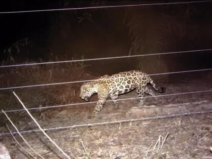 Cercamento de qualidade ajuda a proteger propriedades rurais e animais contra a onça pintada