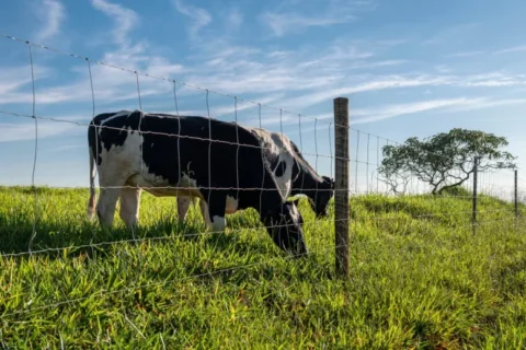 Cercas de qualidade auxiliam no manejo para evitar o estresse térmico