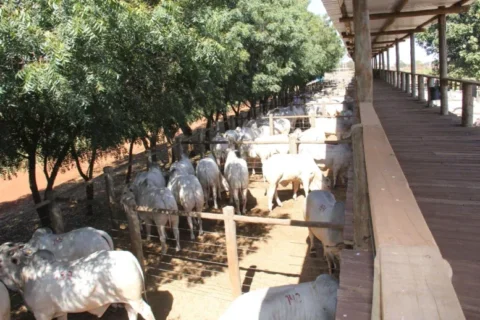 CFM encerra a agenda de leilões com a venda de 834 touros Nelore CFM encerra a agenda de leilões com a venda de 834 touros Nelore