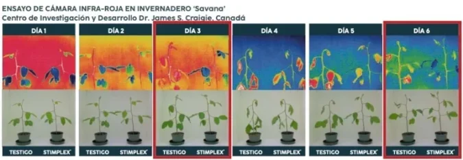 Onda de calor intenso provoca estresse térmico em culturas frutíferas e hortaliças