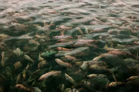 Certificações internacionais de excelência abrem portas para o peixe brasileiro no exterior Certificações internacionais de excelência abrem portas para o peixe brasileiro no exterior