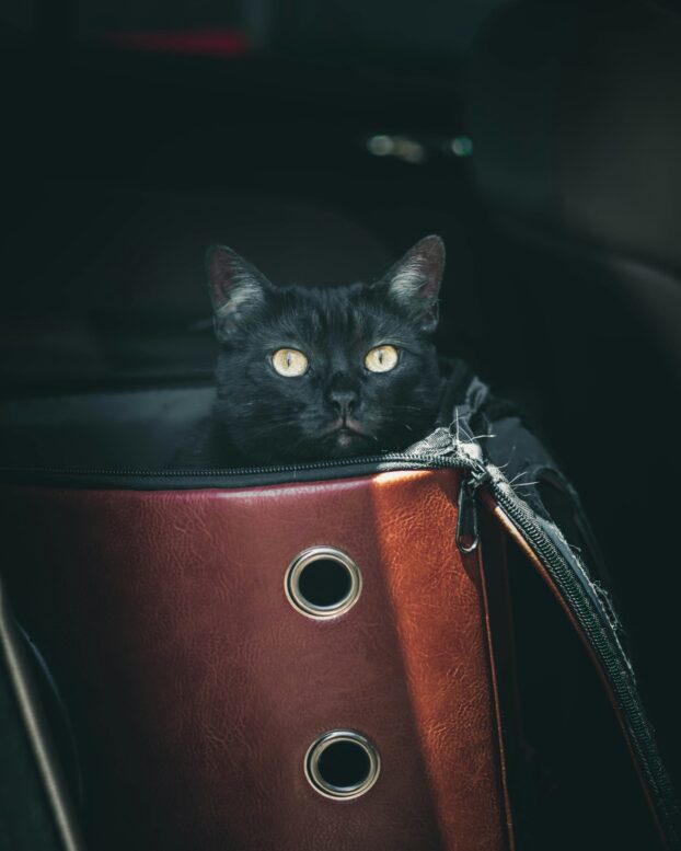 Viagens podem ser estressantes para os gatos; saiba o que fazer para mantê-los tranquilos