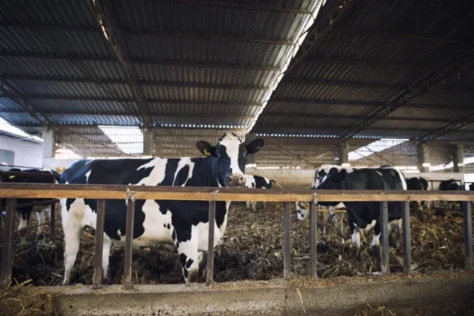 Mastite e pneumonia podem gerar importantes prejuízos na produção leiteira