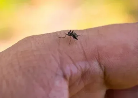 HEF alerta sobre os riscos de dengue com aumento das chuvas