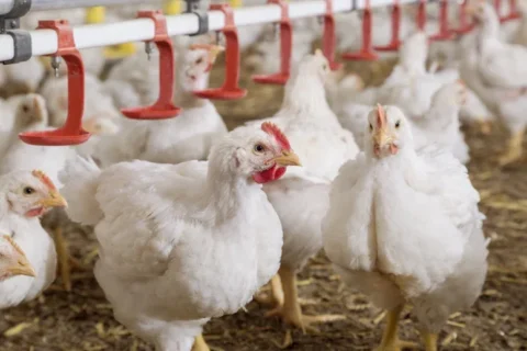 Trouw Nutrition leva modernas tecnologias em nutrição ao IPPE 2024, em Atlanta (EUA) Trouw Nutrition leva modernas tecnologias em nutrição ao IPPE 2024, em Atlanta (EUA)