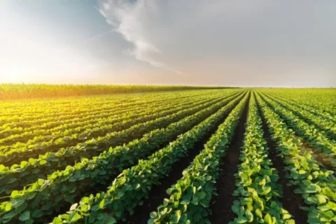 Empresas do agro investem em fertilizantes sustentáveis Empresas do agro investem em fertilizantes sustentáveis