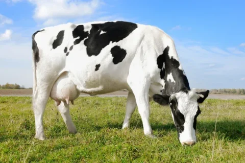 Manejo ideal da mastite bovina pode ‘salvar’ a lucratividade do produtor de leite Manejo ideal da mastite bovina pode ‘salvar’ a lucratividade do produtor de leite