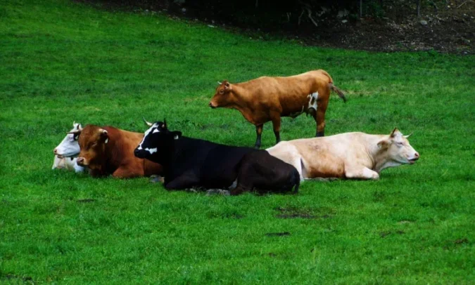 “Moscas podem causar perdas de até 40kg do peso vivo dos bovinos”, alerta médico-veterinário da Pearson Saúde Animal