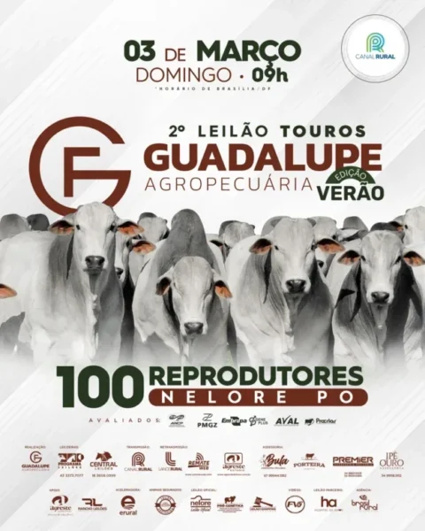 Edição Verão do Leilão Touros Guadalupe Agropecuária oferta 100 reprodutores Nelore PO