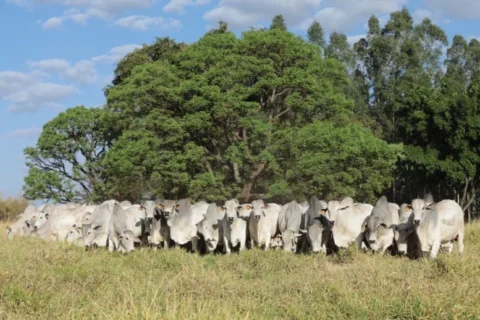 Nova safra de touros CFM passa por avaliações de sobreano