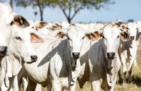 Veterinário destaca a importância do controle parasitário em bovinos