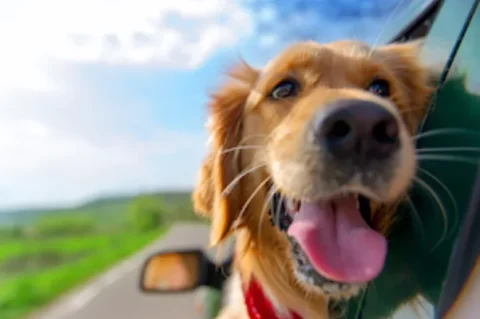 Viagens com os pets: dicas de como garantir o bem-estar dos companheiros peludos Viagens com os pets: dicas de como garantir o bem-estar dos companheiros peludos