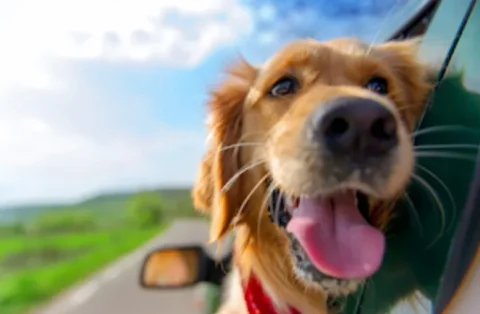 Dicas de como garantir o bem-estar dos companheiros peludos durante o período de viagens Dicas de como garantir o bem-estar dos companheiros peludos durante o período de viagens
