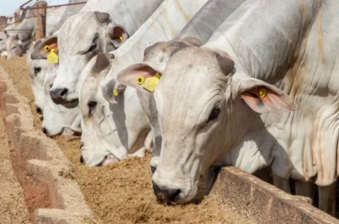 Pecuária intensiva aumenta produtividade e rentabilidade nas fazendas da região Norte Pecuária intensiva aumenta produtividade e rentabilidade nas fazendas da região Norte