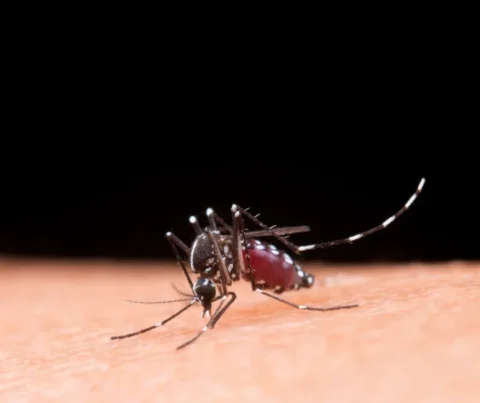 Automedicação em casos de dengue pode até agravar complicações da doença