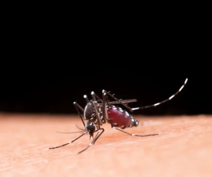 Automedicação em casos de dengue pode até agravar complicações da doença