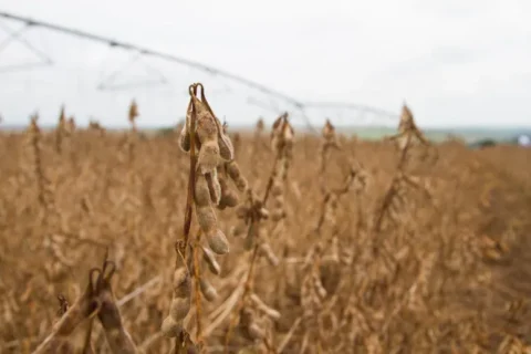 Maior infestação de pragas, como percevejo-marrom e mosca branca, impactou produtividade da soja, aponta pesquisa