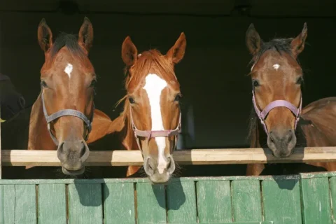 Importantes aliados aos homens, os cavalos possuem características fascinantes. Confira! Importantes aliados aos homens, os cavalos possuem características fascinantes. Confira!
