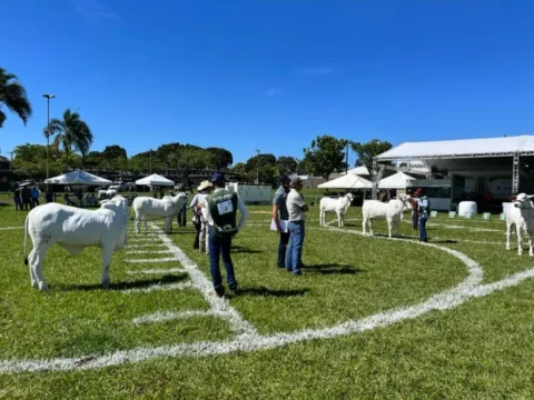 Femec sedia a primeira exposição ouro do Ranking Nelore 2023/2024, em Uberlândia (MG)