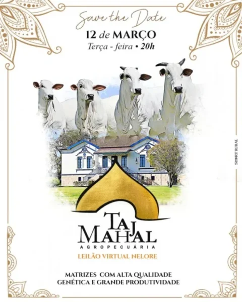 Nelore Taj Mahal realiza leilão com a oferta de 104 animais de alta qualidade genética Nelore Taj Mahal realiza leilão com a oferta de 104 animais de alta qualidade genética