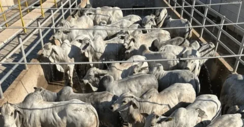 1ª etapa do Circuito Nelore de Qualidade 2024 avalia 483 animais em Santa Cruz de La Sierra, Bolívia