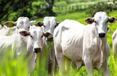 Doenças parasitárias impactam crescimento dos bezerros e provocam pesados prejuízos à pecuária