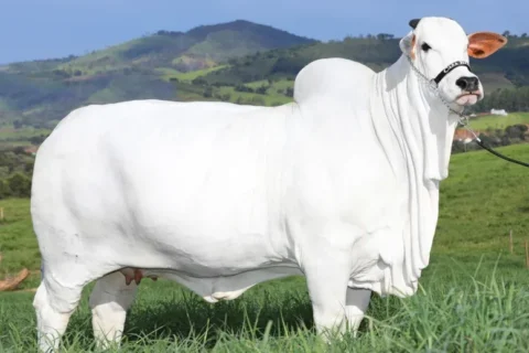 Guinness World Records reconhece Viatina-19 FIV Mara Móveis como a vaca mais valiosa do mundo