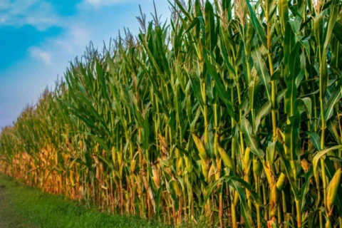 ORÍGEO leva portfólio completo que simplifica a vida do produtor e o conecta a cadeia do agronegócio para o Show Safra 2024 ORÍGEO leva portfólio completo que simplifica a vida do produtor e o conecta a cadeia do agronegócio para o Show Safra 2024