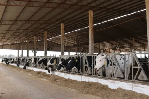 Relatório da Embrapa aponta eficácia da Creolina no tratamento de pododermatite em bovinos Relatório da Embrapa aponta eficácia da Creolina no tratamento de pododermatite em bovinos