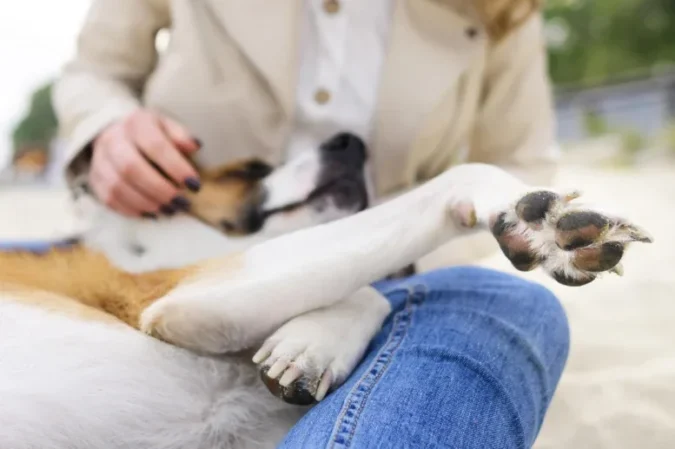 Ômega-3 é grande aliado na prevenção de doenças renais em pets