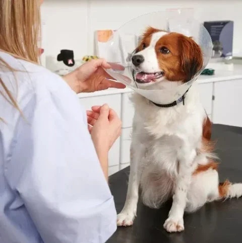 Feridas na pele dos pets pode causar infecção generalizada; saiba como tratar corretamente Feridas na pele dos pets pode causar infecção generalizada; saiba como tratar corretamente