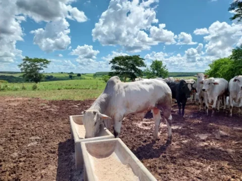 Confinamento Expresso proporciona lucratividade na pecuária em períodos de seca