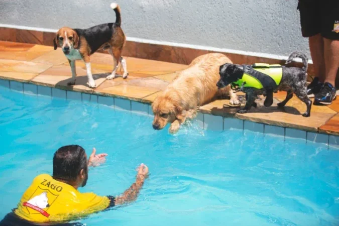 A importância de cansar o seu pet mentalmente