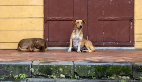 Projeto cultural incentiva a escrita por meio da observação dos animais de rua Projeto cultural incentiva a escrita por meio da observação dos animais de rua