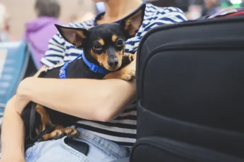 Conheça as principais regras para transportar animais de estimação no aeroporto de Guarulhos Conheça as principais regras para transportar animais de estimação no aeroporto de Guarulhos