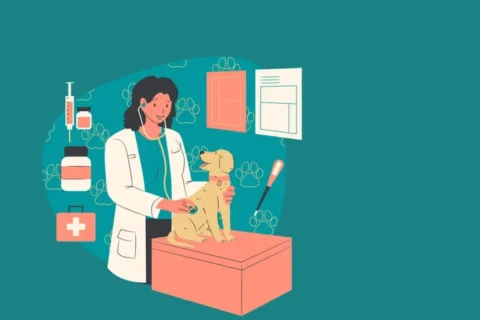 Como é o mercado de trabalho na medicina veterinária?