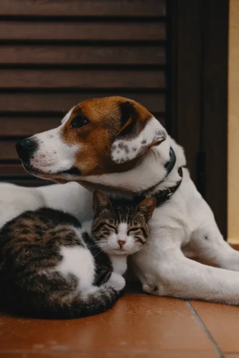 Verão potencializa ocorrência de infecções de pele em pets