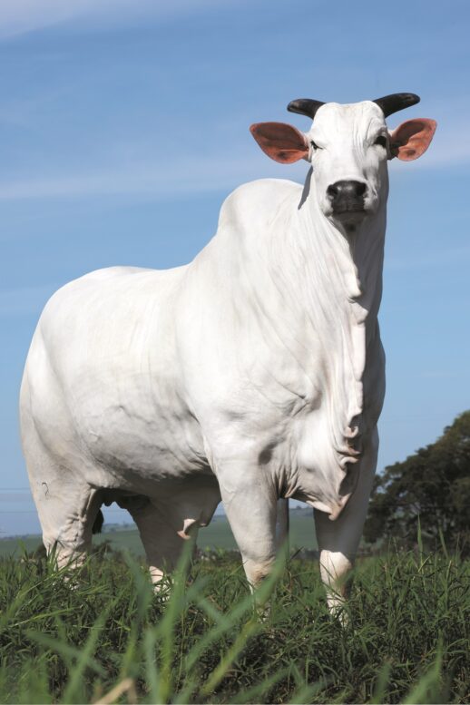 Leilão Elo de Raça oferta vaca Donna, a Melhor Matriz do Ranking Nacional Nelore 2023, durante a 89ª Expozebu