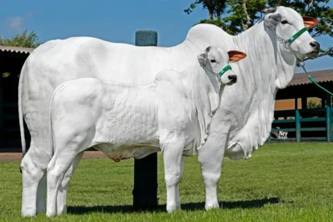 Leilão Noite do Nelore Nacional oferta 30 lotes na 89ª Expozebu