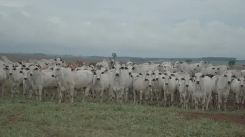 Leilão Virtual Nelore Ceia 2024 prepara a oferta de 160 animais de alta qualidade