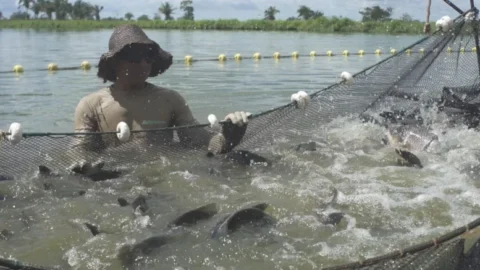 “Falta peixe para atender à demanda no Tocantins”, informa diretor da Agronorte “Falta peixe para atender à demanda no Tocantins”, informa diretor da Agronorte