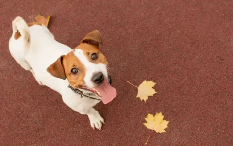 Outono exige atenção redobrada com saúde dos animais dos pets Outono exige atenção redobrada com saúde dos animais dos pets