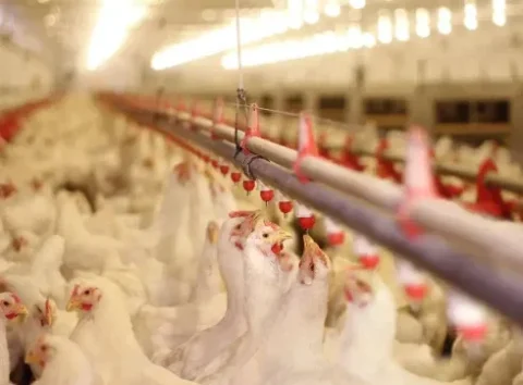 ICC destacará linha de produtos no Simpósio Brasil Sul de Avicultura (SBSA), em Chapecó