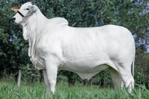 Leilão Ipê Ouro 2024 oferta machos e fêmeas Nelore durante a 89ª Expozebu