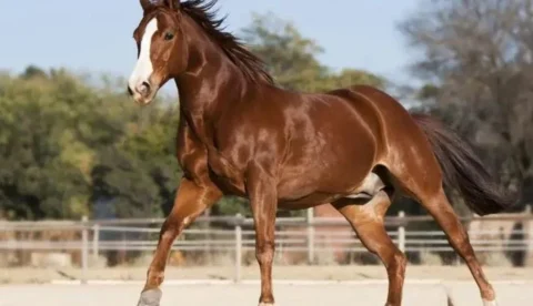 Equinos atletas têm mais risco de complicações no sistema locomotor. Saiba as consequências desse problema e formas de tratamento Equinos atletas têm mais risco de complicações no sistema locomotor. Saiba as consequências desse problema e formas de tratamento
