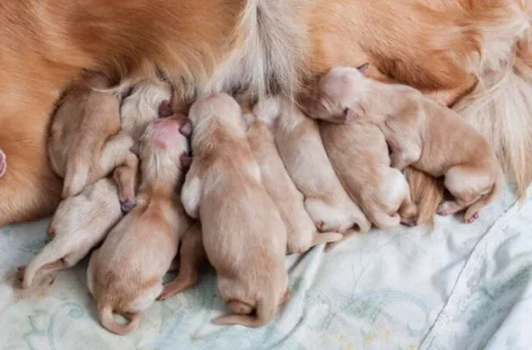 Durante a gestação, fêmeas pets precisam de cuidados especiais para manter saúde e bem-estar Durante a gestação, fêmeas pets precisam de cuidados especiais para manter saúde e bem-estar