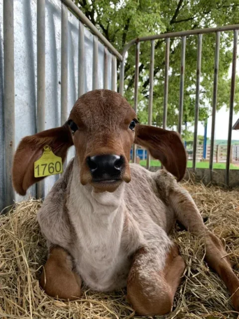 Primeira edição do “Vivenciando a Prática” na ExpoZebu recebe apoio da Trouw Nutrition Primeira edição do “Vivenciando a Prática” na ExpoZebu recebe apoio da Trouw Nutrition