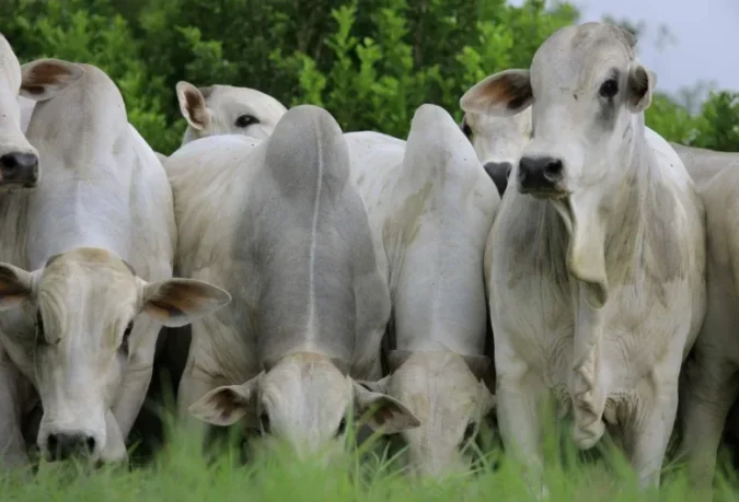 Asbia é representada no 4° Seminário de Direito Animal da UFPR
